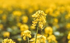 canola