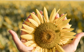 huile de tournesol