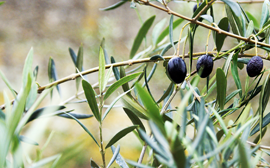 huile d'olive