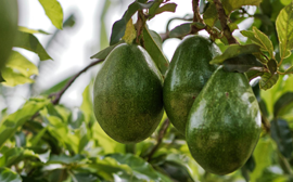 huile d'avocat